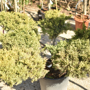 Juniperus chinensis ´ Kaizuka ´Clt.25 - bonsai