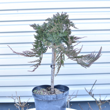 Juniperus horizontalis ´ Prince of Wales ´ Clt.10 1/2 Štandard