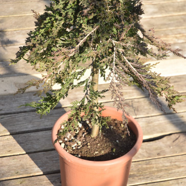 Juniperus horizontalis ´ Prince of Wales ´ LV9 Mini Štandard