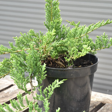Juniperus horizontalis ´ Prince of Wales ´ Clt.2