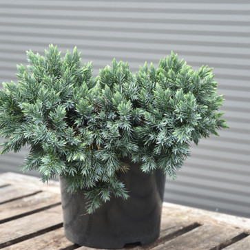 Juniperus squamata ´ Blue Star ´ Clt.2