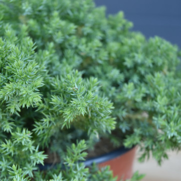 Juniperus procumbens ´ Nana ´ Clt.3