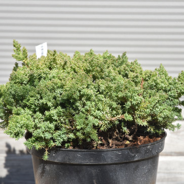 Juniperus procumbens ´ Nana ´ Clt.20