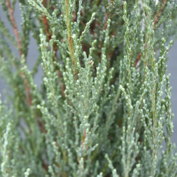Juniperus scopulorum ´ Blue Arrow ´ Clt.15 100-120 cm