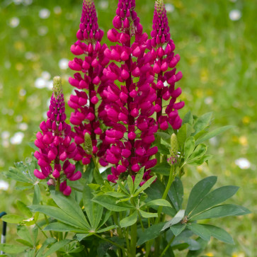 Lupinus polyphyllus ´ Gallery Red ´ Clt.1