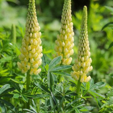Lupinus polyphyllus ´ Gallery Yellow ´ Clt.1