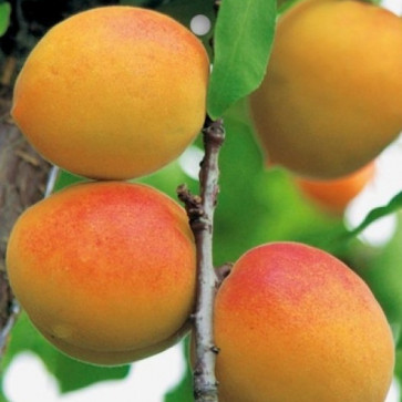 Prunus armeniaca´ Goldrich ´ podp. Myrobalán Clt.9,5