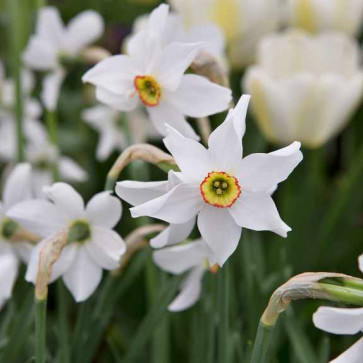 cibuľoviny - Narcissus ´ Poeticus Recurvus ´