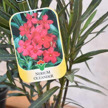 Nerium oleander Clt.10 - červený