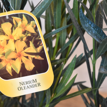 Nerium oleander Clt.10 - žltý