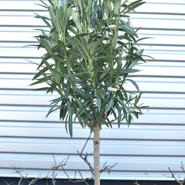 Nerium oleander Clt.20 1/4 Štandard - biela