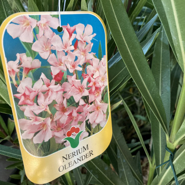 Nerium oleander Clt.10 - ružový