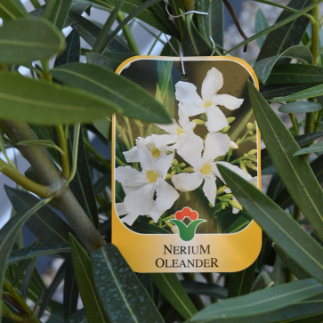 Nerium oleander Clt.3 - biely
