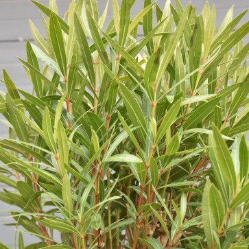 Nerium oleander Clt.25 1/2 Štandard- bledá ružová
