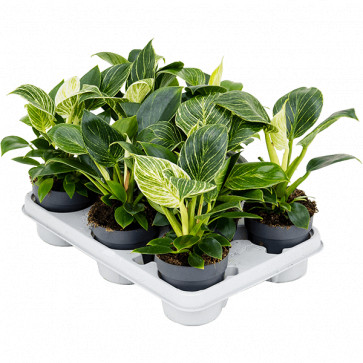 Philodendron ´ White Wave ´ Clt.1