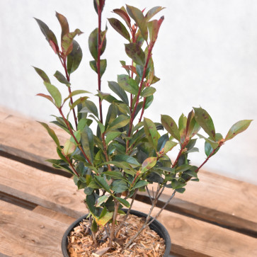 Photinia fraseri ´ Carre Rouge ´ Clt.3