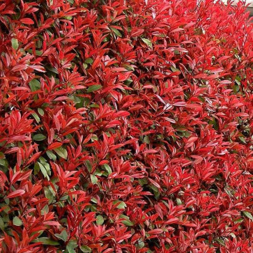 Photinia fraseri ´ Carre Rouge ´ Clt. 5