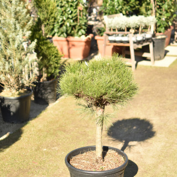 Pinus densiflora ´ Alice Verkade ´ Clt.30 1/2 Štandard