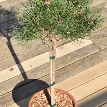 Pinus densiflora ´ Low Glow ´ LV9 Mini Štandard