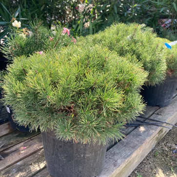 Pinus mugo ´ Mughus ´ Clt. 18