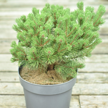Pinus mugo ´ Ophir ´ Clt.7,5