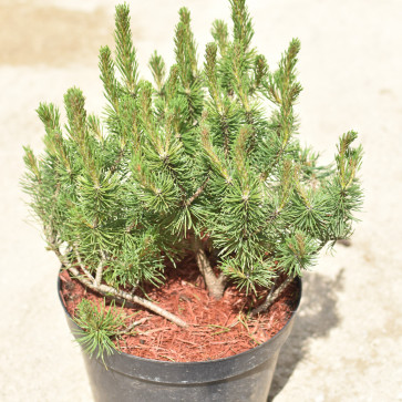 Pinus mugo ´ Pumilio ´ Clt.7,5