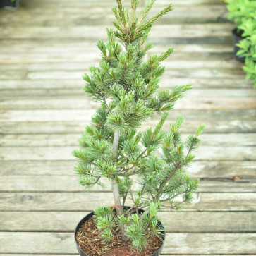 Pinus parviflora ´ Negishi ´ Clt.7,5