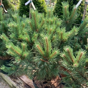 Pinus sylvestris Norsky Clt.10