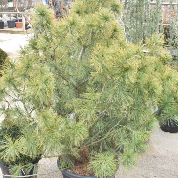 Pinus wallichiana Clt.55