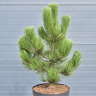 Pinus heldreichii ´ Satellit ´ Clt.10 40-50 cm