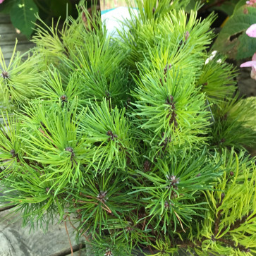 Pinus mugo ´ Pumilio ´ Clt.3,5