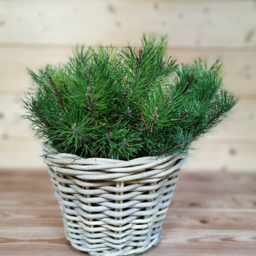 Pinus mugo ´ Pumilio ´ Clt.2 15-20