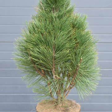 Pinus nigra ´ Pyramidalis ´ Clt.10