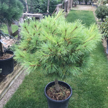 Pinus strobus ´ Minima ´ Clt.18 60 cm kmienok