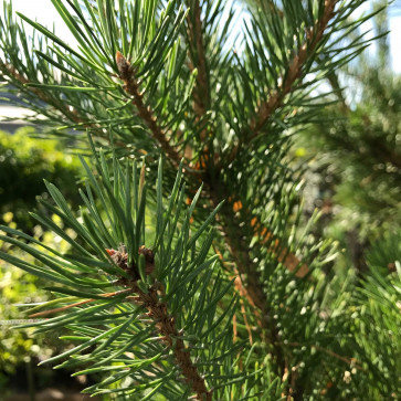 Pinus sylvestris Clt.35 150-175 cm