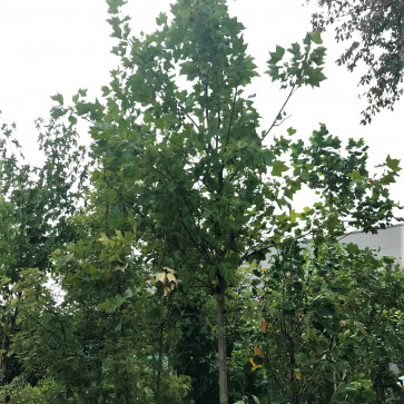 Platanus acerifolia Clt.90 20/25 cm Štandard