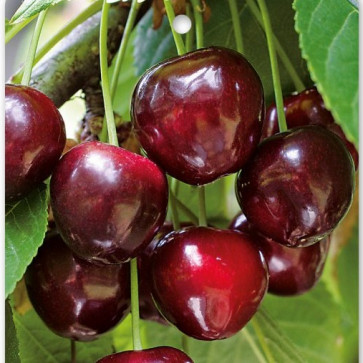 Prunus avium ´ Burlat ´ podp. Colt, Clt.10