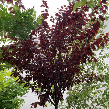Prunus cerasifera ´ Pissardi ´ Clt.30 6/8 cm Štandard