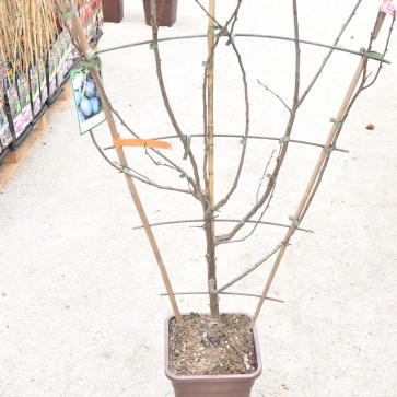 Prunus domestica ´ Stanley ´ Clt.20 Špalier
