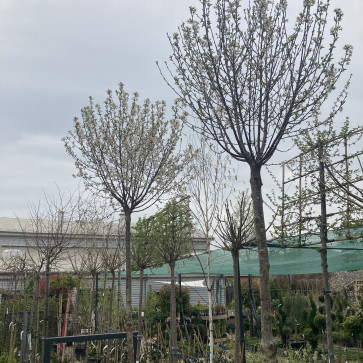 Prunus eminens ´ Umbraculifera ´ Clt. 55 10/12 cm