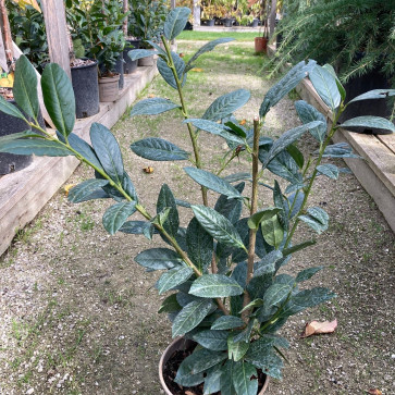 Prunus laurocerasus ´ Diana ´ Clt.2