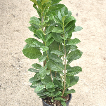 Prunus laurocerasus ´ Novita ´ Clt.3