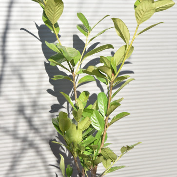 Prunus laurocerasus ´ Novita ´ Clt.3