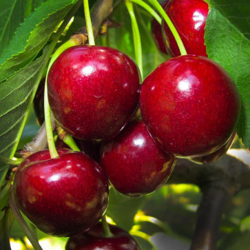 Prunus avium ´ Van ´ podp. Colt.Clt.9,5