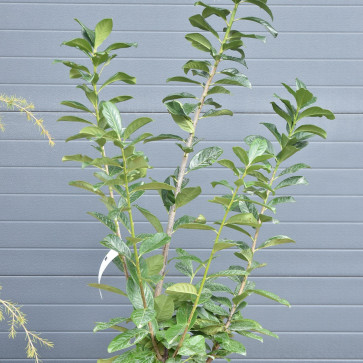 Prunus laurocerasus ´ Caucasica´  Clt.10