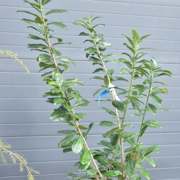 Prunus laurocerasus ´ Novita ´ Clt.10 150-170 cm
