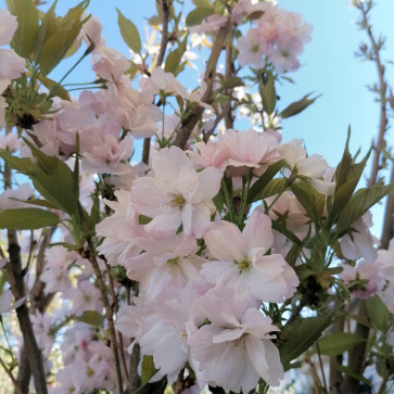 Prunus serrulata ´ Amonogawa ´ Clt.35 6/8cm