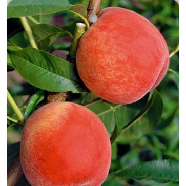 Prunus persica ´ Harnas´ podp. Rakonievická Clt.15