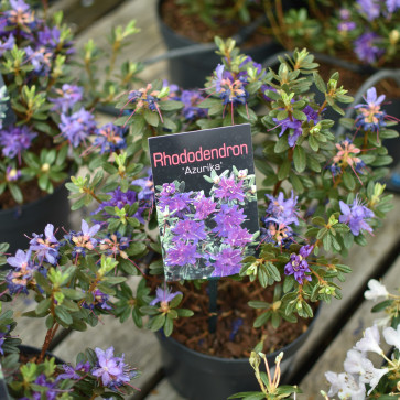 Rhododendron ´ Azurika ´ Clt.2 20-40 cm