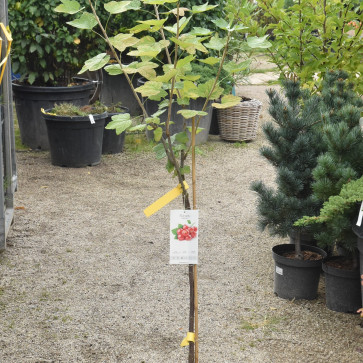 Ribes rubrum ´ Jonkheer Van Tets ´ stromčeková Clt.4